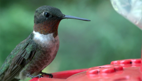 The Ruby-throated Hummingbird