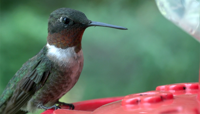 Thumbnail for The Ruby-throated Hummingbird