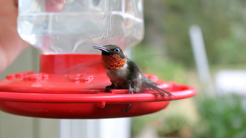Stuck Humming Bird