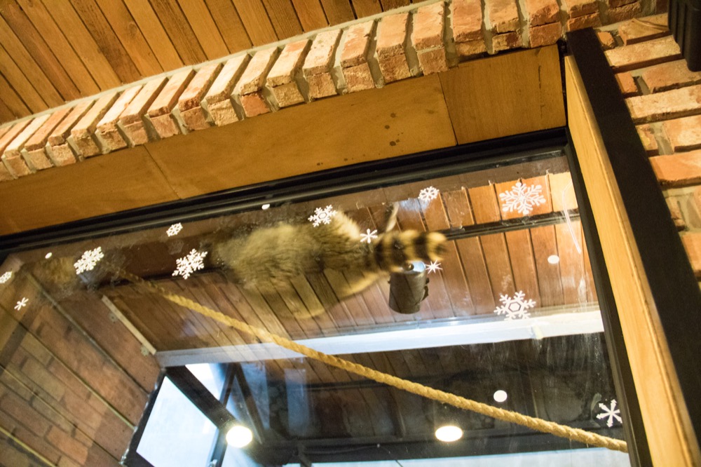 🇰🇷 Raccoon Cafe