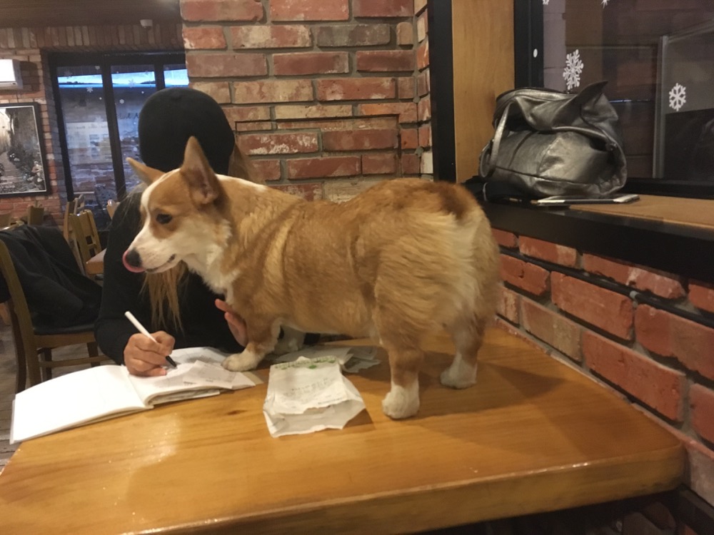 🇰🇷 Raccoon Cafe